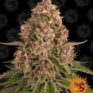 Barney’s Farm – Pink Kush (Feminized)
