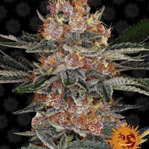 Barney’s Farm – Purple Punch Auto (Autoflower)