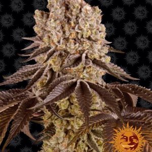 Barney’s Farm – Purple Punch (Feminized)
