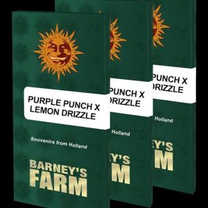 Barney’s Farm – Purple Punch x Lemon Drizzle (Feminized)