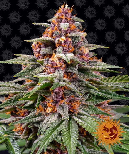 Barney’s Farm – Runtz Auto (Autoflower)