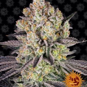 Barney’s Farm – Runtz (Feminized)