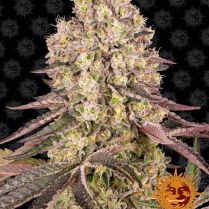 Barney’s Farm – Runtz Muffin (Feminized)