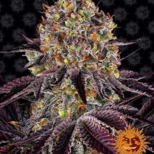 Barney’s Farm – Runtz x Layer Cake (Feminized)