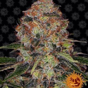 Barney’s Farm – Shiskaberry (Feminized)