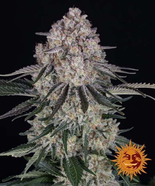 Barney’s Farm – Sour Diesel Auto (Autoflower)
