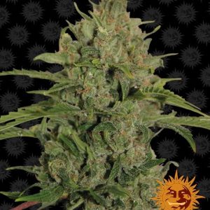 Barney’s Farm – Triple Cheese (Feminized)