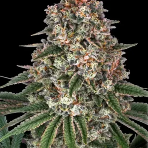 Barney’s Farm – Tropicanna Banana (Feminized)