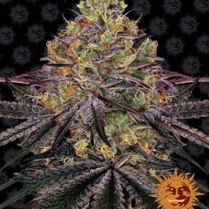 Barney’s Farm – Watermelon Zkittlez (Feminized)