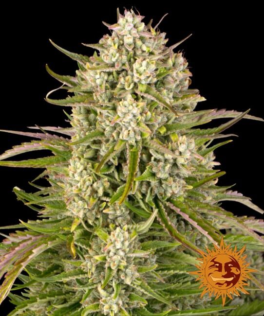 Barney’s Farm – Wedding Cake Auto (Autoflower)