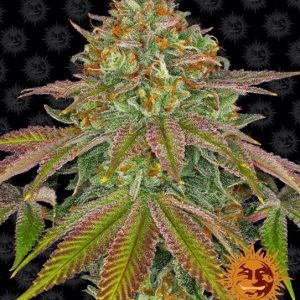 Barney’s Farm – Wedding Cake (Feminized)