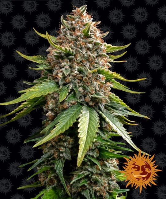 Barney’s Farm – White Widow XXL Auto (Autoflower)