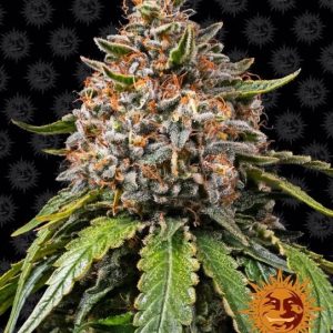 Barney’s Farm – White Widow XXL (Feminized)