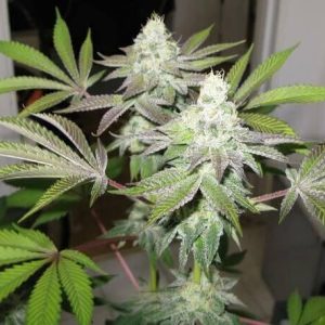 Cali Connection – 78  (Gold Collection) (Feminized)