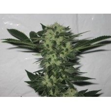Cali Connection – 818 Headband Aka Sour OG (Feminized)