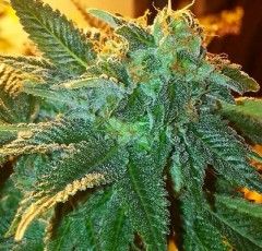Cali Connection – Alien OG (Feminized)