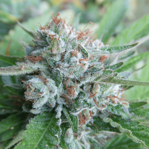 Cali Connection – Bellini  (Gold Collection) (Feminized)