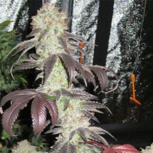 Cali Connection – Black Kush (Feminized)