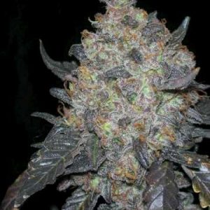 Cali Connection – Black Water (Feminized)