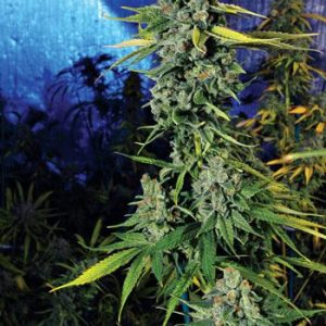 Cali Connection – Blue Dream Haze (Feminized)