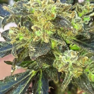 Cali Connection – Boss Hogg (Feminized)
