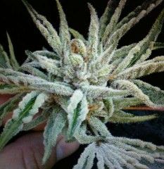 Cali Connection – Buddha Tahoe OG (Feminized)
