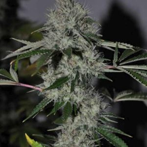 Cali Connection – Chem 4 OG (Feminized)