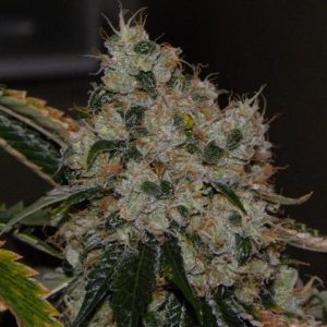 Cali Connection – Chem 91 (Feminized)