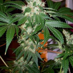 Cali Connection – Chem Valley Kush (Feminized)