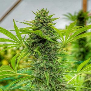 Cali Connection – Clementine Slush (Feminized)