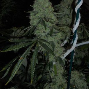 Cali Connection – Deadhead OG (Feminized)