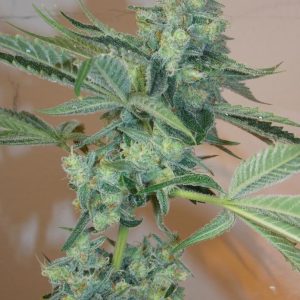Cali Connection – Girl Scout Cookies (Feminized)