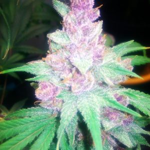Cali Connection – Grape Kush (Feminized)