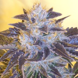 Cali Connection – Grape OG (Feminized)