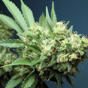 Cali Connection – Green Crack (Feminized)