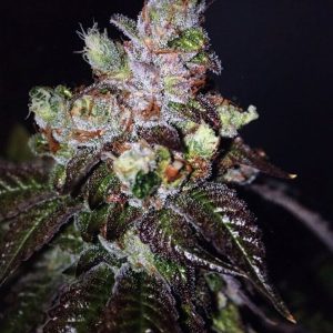 Cali Connection – Island Punch Auto (Autoflower)