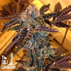 Cali Connection – LA Cookies (Feminized)
