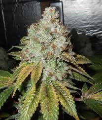 Cali Connection – Larry OG Kush (Feminized)