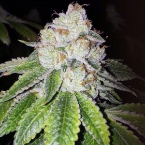 Cali Connection – Lemon Tart (Feminized)