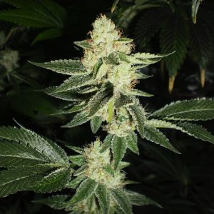 Cali Connection – Louis XIII OG (Feminized)