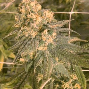 Cali Connection – Mint Milano  (Gold Collection) (Feminized)