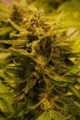 Cali Connection – OG CBD (Feminized)