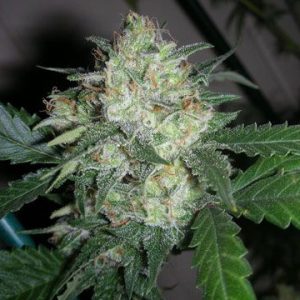Cali Connection – OGiesel (Feminized)