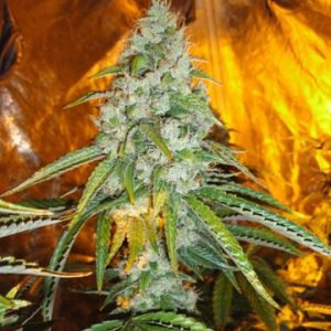 Cali Connection – Original Sour Diesel (Feminized)