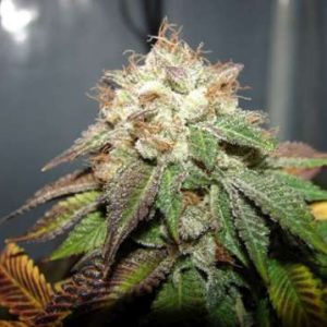 Cali Connection – Pre98 Bubba BX2 (Feminized)