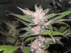 Cali Connection – Purple Chem (Feminized)