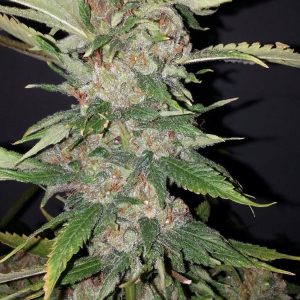 Cali Connection – Purple Crack (Feminized)