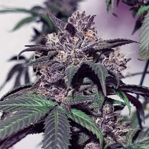 Cali Connection – Purple Diesel (Feminized)