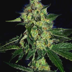 Cali Connection – Sugar Mill  (Gold Collection) (Feminized)