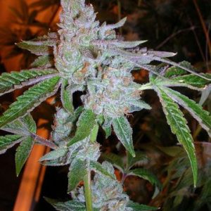 Cali Connection – Tahoe OG Kush (Feminized)